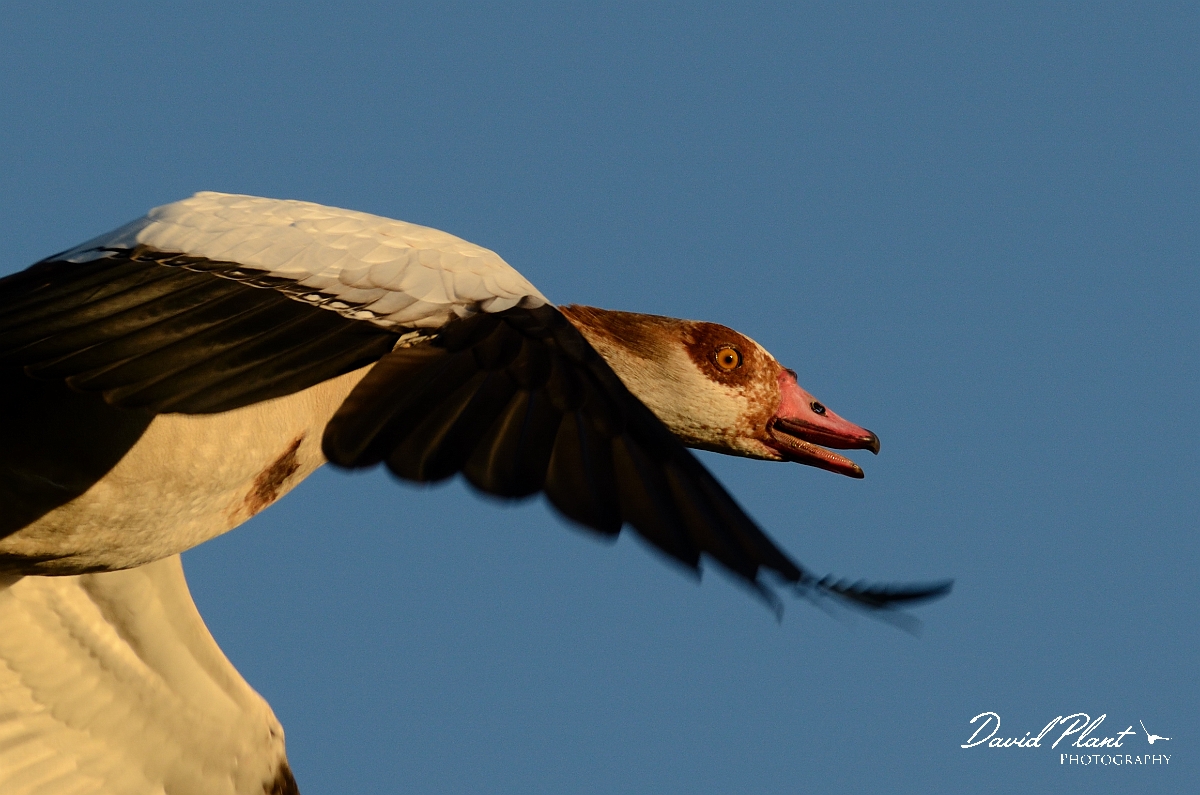 David Plant Photography - Wildlife Photography - Egyptian goose - C.jpg - Egyptian goose close-up in flight - Norfolk